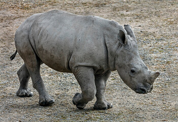 Young african rhinoceros. Latin name - Diceros bicornis