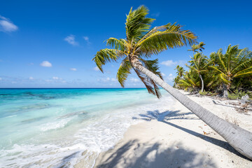 Tropical beach with palm tree, French Polynesia