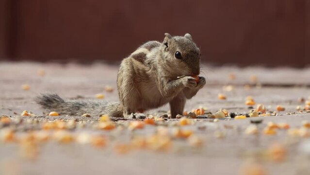 Indian palm squirrel or three-striped palm squirrel (Funambulus palmarum) is a species of rodent in the family Sciuridae found naturally in India (south of the Vindhyas) and Sri Lanka.