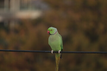 green parrot and blur background