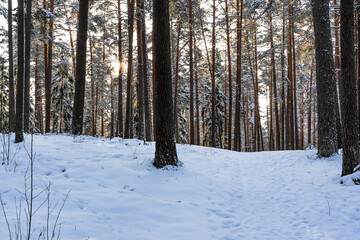 Sunny Winter Day in Pine Tree Forest, Abstract Background