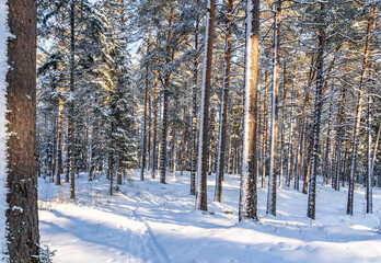 Sunny Winter Day in Pine Tree Forest, Abstract Background