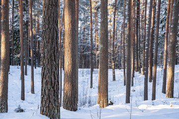 Sunny Winter Day in Pine Tree Forest, Abstract Background