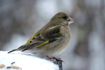 A portrait of a female greenfinch with ruffled feathers  standing in snow and eating sunflower seeds