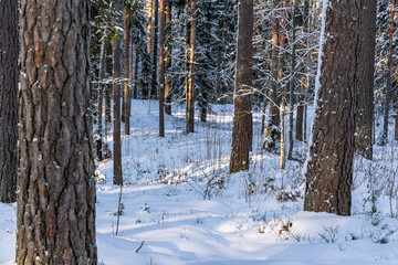 Sunny Winter Day in Pine Tree Forest, Abstract Background