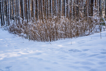 Sunny Winter Day in Pine Tree Forest, Abstract Background