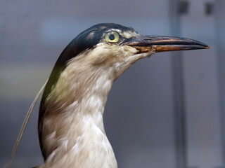 Common croaker. An exhibit of the zoological museum. The squad is stork-like