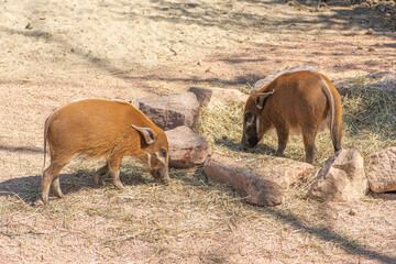 Bushpigs, potamochoerus larvatus, member of the pig family that inhabits forests, woodland, riverine vegetation and cultivated areas in East and Southern Africa in a farm