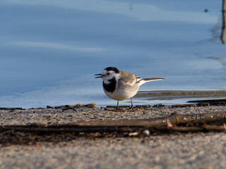 White wagtail, Motacilla alba, Bellus reservoir, Spain