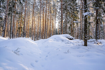 Sunny Winter Day in Pine Tree Forest, Abstract Background