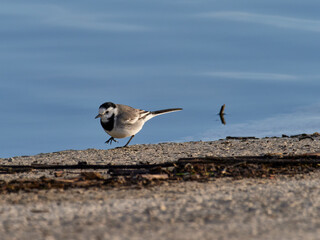 White wagtail, Motacilla alba, Bellus reservoir, Spain