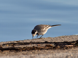 White wagtail, Motacilla alba, Bellus reservoir, Spain
