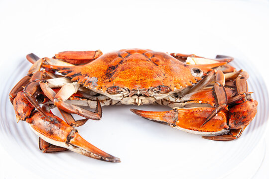Close up of a just cooked Callinectes sapidus commonly&nbsp;called  Jaiba in Colombia isolated on white background.
