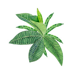 Tropical green leaves watercolor arrangement. Lush foliage jungle bouquet. Exotic design element for cards and wedding. Hawaiian hand drawn jungle style composition.	