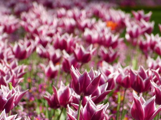 Flower field tulip