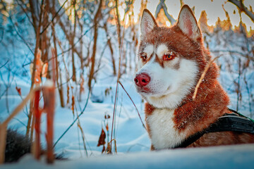 The icy muzzle of a red husky dog. Snout in the snow, icicles and frost. © Konstantin