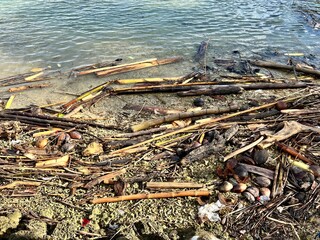woods in the sea
