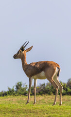 Arabian Gazelle grazing on Saadiyat Island in Abu Dhabi