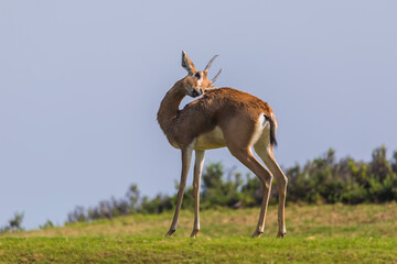 Arabian Gazelle grazing on Saadiyat Island in Abu Dhabi