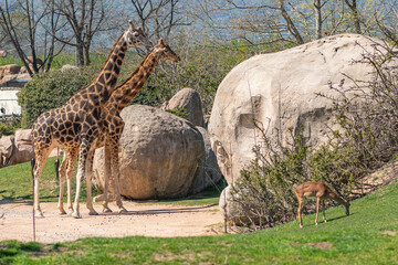 Giraffe and common eland antelope bull in a zoo, Savannah African habitat, vertical