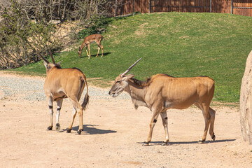 Naklejka na ściany i meble Common eland antelopes or bull, Taurotragus oryx, also known as the southern eland or eland antelope, is a savannah and plains antelope found in East and Southern Africa