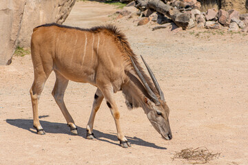 Common eland bull walking, Taurotragus oryx, also known as the southern eland or eland antelope, is...