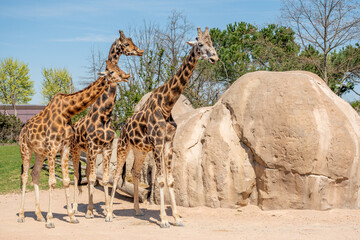 Family of giraffes in a zoo is a tall African hoofed mammal belonging to the genus Giraffa