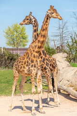 Beautiful couple of giraffes in a zoo, tall African hoofed mammal belonging to the genus Giraffa, vertical