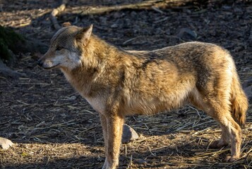 wild wolf in the forest looking around. Cute looking