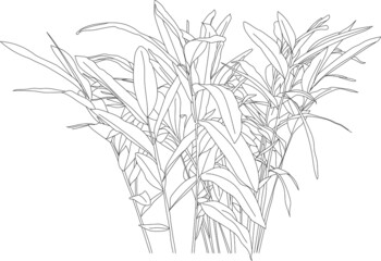 Vector tropical plant sketch.
Post digital line art plant with big leaves. Flat exotic bamboo plant illustration.