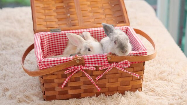 Group of baby easter fluffy rabbit sitting in the picnic basket with green bokeh nature background. Rabbit looking around and sniffing. Cute animal pets