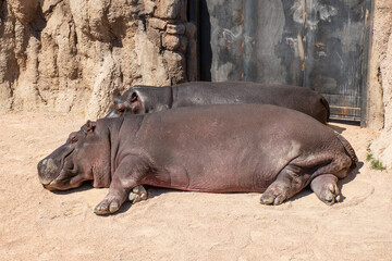 Beautiful family of hippopotamus or hippos sleeping in a zoo or national park, close up