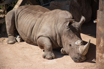 Fototapeta premium Beautiful male of grey rhinoceros or rhino sleeping in a zoo or national park, close up
