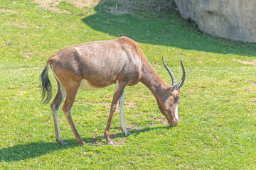 Common tsessebe, topi, sassaby or tiang and antelope eland. Damaliscus lunatus is a large African antelope, waiting grass near a rock and pond