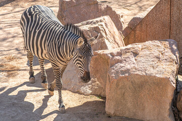 Fototapeta na wymiar Beautiful plains zebra or zebras, hippotigris, African equines with distinctive black and white striped coats