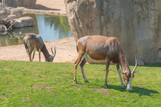 Common tsessebe, topi, sassaby or tiang and antelope eland. Damaliscus lunatus is a large African antelope, waiting grass near a rock and pond