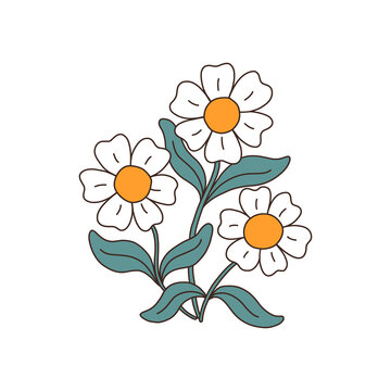 Chamomile flowers or daisy. Botanical drawing of wild field chamomile in vintage cartoon style. Floral plant with bloomed buds. Vector illustration isolated on white background