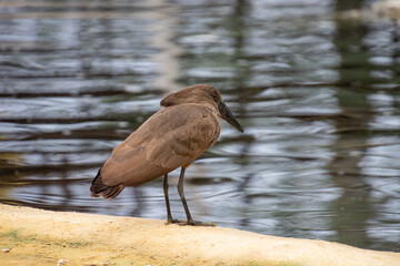 african umbrella by the water