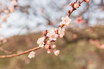 Background of Spring flowering. Spring, bloom