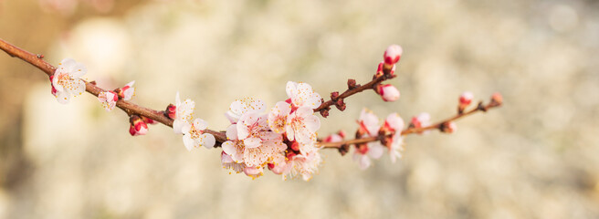 Background of Spring flowering. Spring, bloom