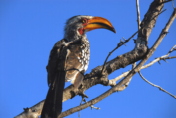 Africa- Close Up of a Beautiful Yellow Billed Hornbill Against a Blue Sky