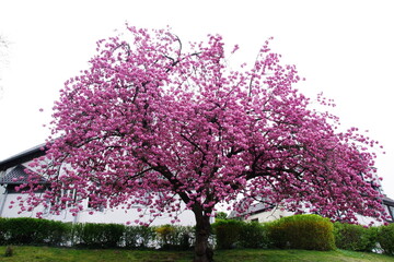 Naklejka premium Kirschblüte