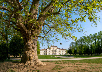 old tree, 300 years old. 
the city's oldest plane tree (Platanus occidentalis, planted at the beginning of XVIII century. Parco Tesoriera, Turin, Piedmont, Italy