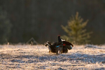 black grouse in the field