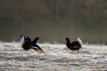 black grouse in the field