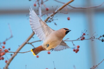 bird on a branch