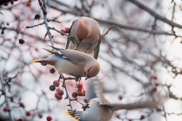 a bird on a branch