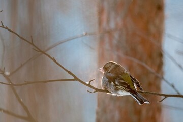 sparrow on a branch
