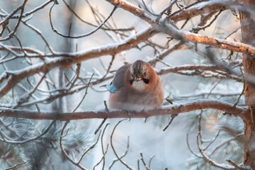 a bird on a branch