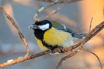tit on a branch